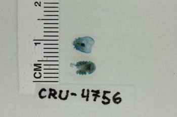 Media type: image;   Invertebrate Zoology CRU-4756 Description: Preserved specimen.;